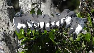 Whitebreasted Woodswallow Hervey Bay Qld [upl. by Lenora525]