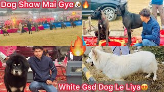 Dog Show M White Gsd Dog Pasand Aagya😍 All Breeds K Dogs Or Puppes Mila🐶DOG SHOW🔥 [upl. by Adile]