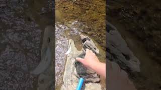 Maine Landlocked Salmon Stream Fishing [upl. by Kally]