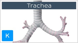 Trachea Vorschau  Anatomie des Menschen  Kenhub [upl. by Janyte]