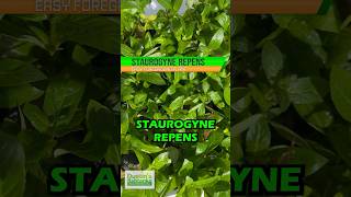 STAUROGYNE REPENS REGULAR RUGGED FOREGROUND PLANT FOR SALE [upl. by Kathlene]