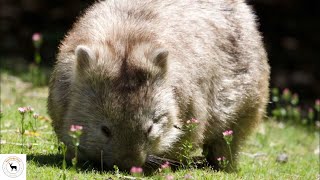 Wombats  Mark Their Territory With Unique Cubed Shape Poop [upl. by Atinas223]