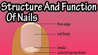 Structure Of Nails  Function Of Nails  Anatomy Of Nails  Why Do We Have Nails [upl. by Valley830]