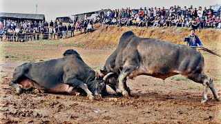 Syang syrpai 🆚 Prin Nel sandi iadaw masi  bullfight iatur masi today [upl. by Elleniad]