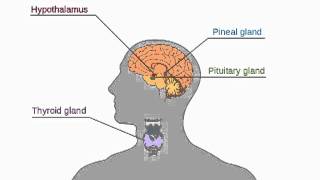 The human endocrine system [upl. by Ilarrold]