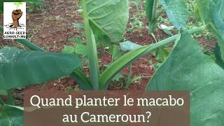 Quand planter le macabo au Cameroun [upl. by Parlin]