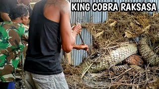 PENANGKAPAN ULAR KING COBRA RAKSASA DAN TERBESAR DI KALIMANTAN  ULAR  KING COBRA [upl. by Idisahc]