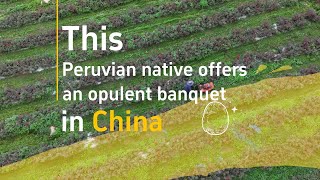 AmazingChina  This Peruvian native offers an opulent banquet in China [upl. by Dwaine]