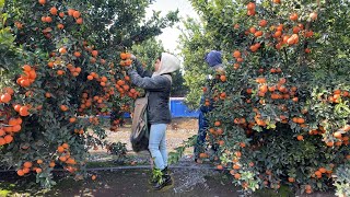 INCREÍBLE COSECHA DE MANDARINA POR CONTRATOESTE AÑO SE DIO MUCHÍSIMA FRUTA AMAZING TANGERINE [upl. by Jermain]