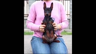 Miniature Pinscher what a wonderful face [upl. by Som596]