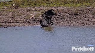 SWFL Eagles 32524 Sunrise with E23 Dad Delivers a Fish E23s Afternoon Dip in the Pond [upl. by Ramsden]