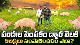 Pig farming piggery pork pigs nlm pandulapempakam animalhusbandry gunapatis nellore [upl. by Eerol]