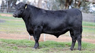 Lot 1 BHR22T508 Dunoon Spring Bull Sale 2024 [upl. by Ennagroeg161]