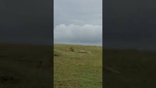 The Lion at Serengereti National Park rested after hunting [upl. by Barmen]