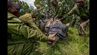 12 Rhinos Translocated from Lewa [upl. by Jeffy]