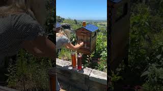 Weekend Flow Hive honey harvest 🍯🐝☀️ [upl. by Ronny783]