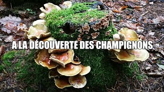 A LA DÉCOUVERTE DES CHAMPIGNONS [upl. by Noeruat]