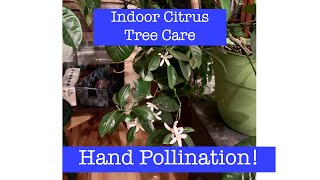 Indoor Citrus Tree Care and Pollination  Calamondin Orange Tree [upl. by Gleason]