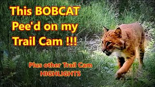 A Bobcat Marks my trail camera And other highlights from our trail cams [upl. by Ainaznat145]