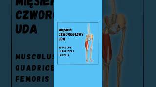 Lekcja anatomii nr 6  mięsień czworogłowy uda 💪 fizjoterapia motywacja trener [upl. by Dnalyram]