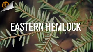 Eastern Hemlock Plant ID Guide [upl. by Ajiram]