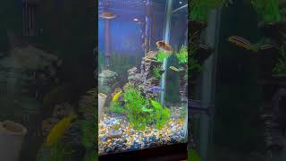 Mbuna cichlids aquariumfish fish africancichlids [upl. by Erdeid]