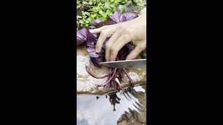 Sweet Potato Leaves Rural Food Fresh Picking Gift of Nature New Farmers Plan 2024 [upl. by Stretch]