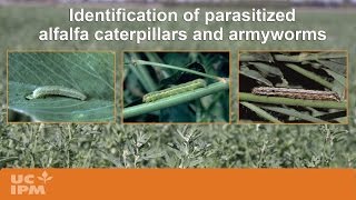 Identification of Parasitized Alfalfa Caterpillars [upl. by Weissmann]