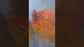 TrailerParkFish Ricky and Bubbles SwearNet [upl. by Cyprus499]