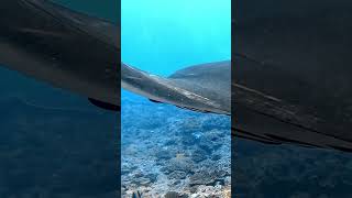 Manta rays scubadiving underwater ocean fish nature travel bali  indonesia gopro [upl. by Kellyn957]