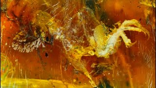 The 10 Most Amazing Fossils Preserved in Amber [upl. by Ardnuek90]