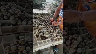 Quail egg harvesting agriculture agriculture pigeon animals piggy [upl. by Aynwat]