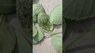 pest attack on plants [upl. by Lumpkin592]