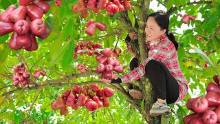 Harvesting wax apple and goes to the market sell  cooking and selling [upl. by Imotih140]