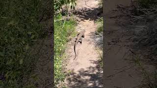 Heath Goanna in Australia [upl. by Steinke]