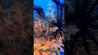 crinoidechinodermatasoftcoralscnidariaalcyonaceascubavideographymoalboalcebu🇵🇭 [upl. by Sev620]