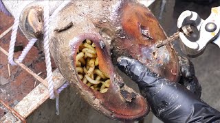 SHOCKING truth about cutting and trimming cow hooves many screws stuck in the hooves  4K [upl. by Ayerhs]