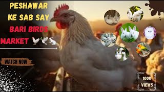 PESHAWAR  KE SAB SAY BARI  BIRDS MARKET🐓🕊 [upl. by Goeselt]