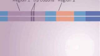 operon Trp [upl. by Eiuqcaj]