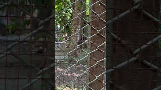 Lko zoo explore song hazratganj [upl. by Ornas]