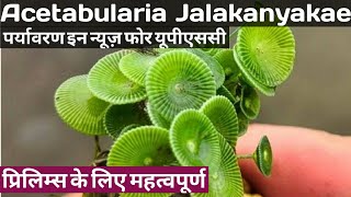 Acetabularia Jalakanyakae Species in News for UPSCState PCS Prelims exams  Algae  UPSC [upl. by Assilym]