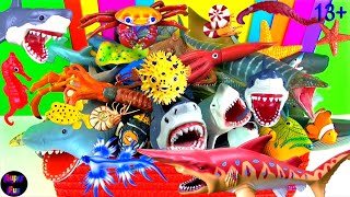 NEW Sea Animals  Sharks Whales Fish Shellfish Cephalopods Crustaceans Sea Turtles Rays 13 [upl. by Amapuna409]