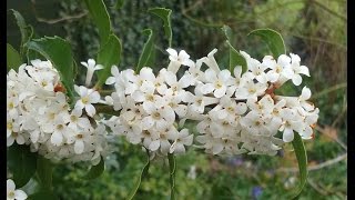 Osmanthus delavayi Chinese Osmanthus [upl. by Kcerred16]