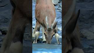 Little ibex comes from high mountains to drink water ibexgoat animals shorts [upl. by Shea226]