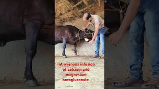 intravenous infusion of calcium and magnesium borogluconate in jugular vein in a Big cow 🐄 [upl. by Yde]