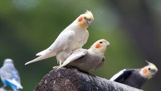 Mini Documentary  COCKATIELS [upl. by Ahsaya530]