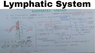 Lymphatic System  Part 1  Thoracic Duct  The Charsi of Medical Literature [upl. by Tabber788]