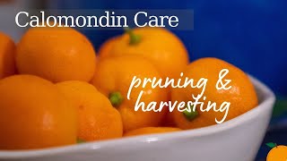 Calomondin Tree Care Tips 🍊🧡  Pruning amp Harvesting [upl. by Nylannej168]