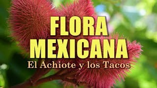 Achiote Bixa orellana  La Flora de México [upl. by Goodwin57]