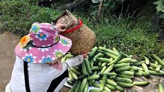 Collecting plastic bottlespicking watermelons to create a source of incomelythienca [upl. by Xenophon]